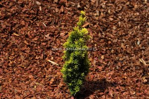 TAXUS BACC. FASTIGIATA AUREA K4    30/40 OSZLOPOS TISZAFA
