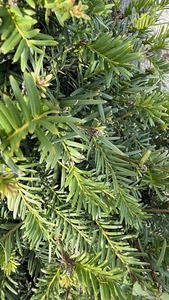 TAXUS BACCATA K&Uacute;PRA METSZETT FL   80/100 K&Ouml;Z&Ouml;NS&Eacute;GES TISZAFA K&Uacute;PRA METSZETT