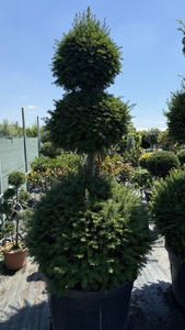 TAXUS BACCATA K180  150/175  3 G&Ouml;MB TISZAFA
