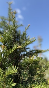 TAXUS BACCATA K&Uacute;PRA METSZETT K50 K&Ouml;Z&Ouml;NS&Eacute;GES TISZAFA K&Uacute;PRA METSZETT