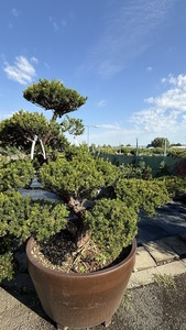TAXUS CUSPIDATA K450  140/+    BONSAI  MEGALOKASP&Oacute;BAN JAP&Aacute;N TISZAFA