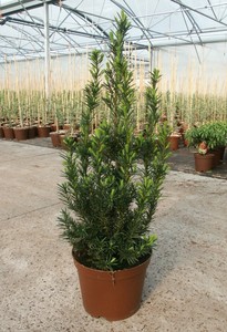 TAXUS MEDIA HILLII K12  80/100 OSZLOPOS HIBRID TISZAFA HILLII