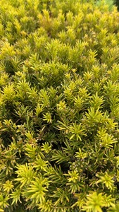 TAXUS MEDIA GROENLAND K35   50x50    KOCKA HIBRID TISZAFA