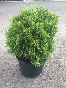 THUJA OCC. KOBOLD K7,5 NYUGATI G&Ouml;MBTUJA KOBOLD