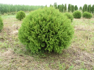 THUJA OCC. GLOBOSA FL   40/50 NYUGATI G&Ouml;MBTUJA GLOBOSA
