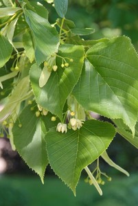 TILIA AMERICANA NOVA K11  6/8 AMERIKAI HÁRS NOVA
