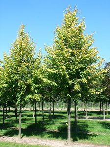 TILIA EUROPAEA PALLIDA K18   8/10 TILIA EUROPAEA PALLIDA