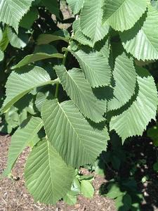 ULMUS GLABRA CAMPERDOWNII K25  10/14  T170 CS&Uuml;NGO HEGYI SZIL CAMPERDOWNII