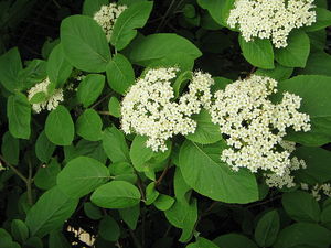 VIBURNUM LANTANA K3    40/60 OSTORM&Eacute;NFA