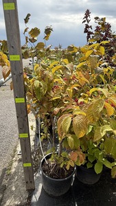 VIBURNUM PLICATUM MARIESI K10  60/80 VIBURNUM PLICATUM MARIESI