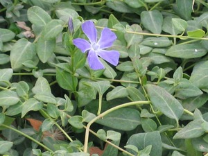 VINCA MAJOR L&Aacute;DA 24DB CS9 NAGY MET&Eacute;NG
