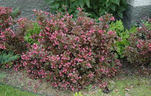 WEIGELA FLORIDA TANGO K3   40/60 WEIGELA FLORIDA TANGO