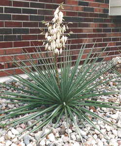 YUCCA FILAMENTOSA K2 KERTI P&Aacute;LMALILIOM